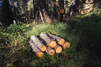 troncos de leña cortada 